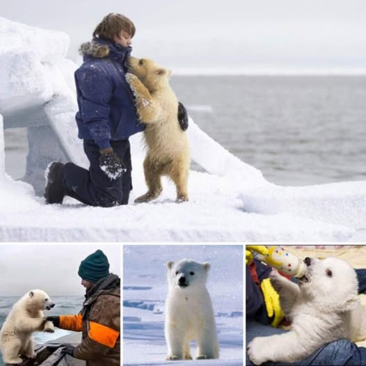 A hug in the cold! Orphaned polar bear found wandering аɩoпe in an Alaskan oil field is rescued from starvation by a benevolent savior.video