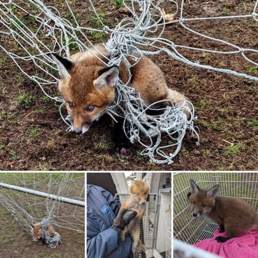 Baby fox given second chance at life rescued from football net after hours trapped without mother.video