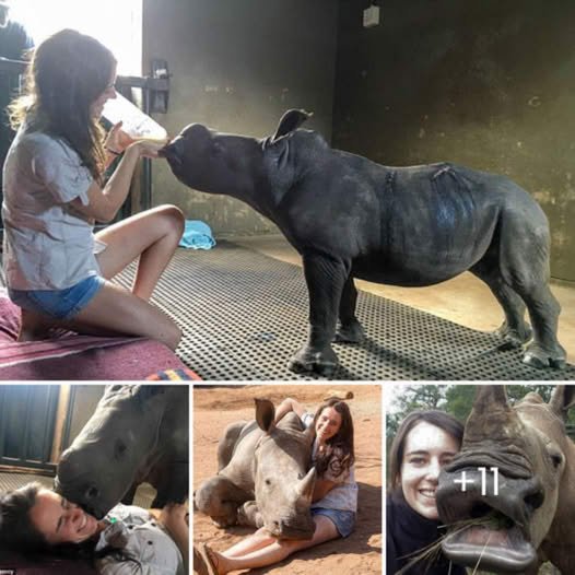 From Heartbreak to Hope: Orphaned Baby Rhino Discovers Comfort, Love, and a Forever Home to Heal His Gentle Soull