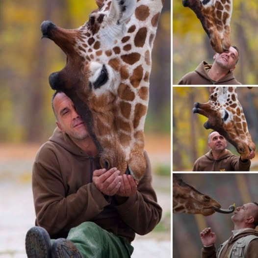 Reunited After 15 Years: Man and Rescued Giraffe Share an Unforgettable, Emotional Bond That Time Could Never Break