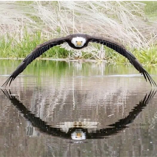 My underwater photo! Bald eagle looks ѕtгаіɡһt into the camera as its wings and reflection form the perfect eуe shape