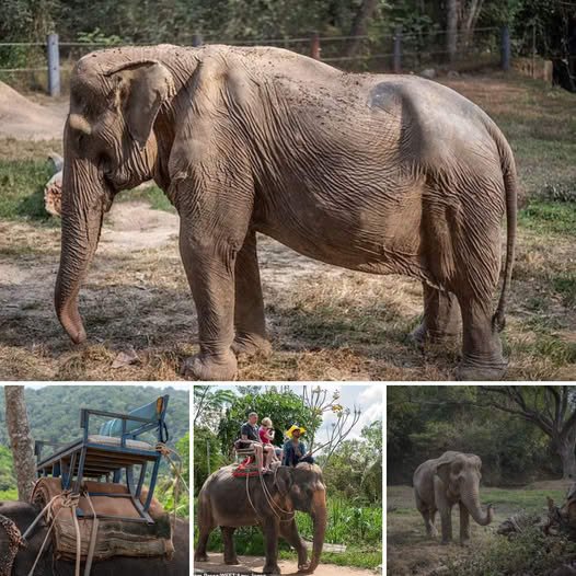 Broken But Not Defeated: Female Elephant, Scarred by 25 Years of Carrying Tourists, Finds Hope in a Loving Sanctuary