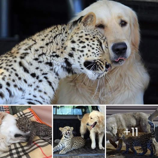 The World’s Most Beautiful Friendship: Orphaned Leopard Cub and Golden Retriever Defy All Odds, Proving Love Knows No Boundaries