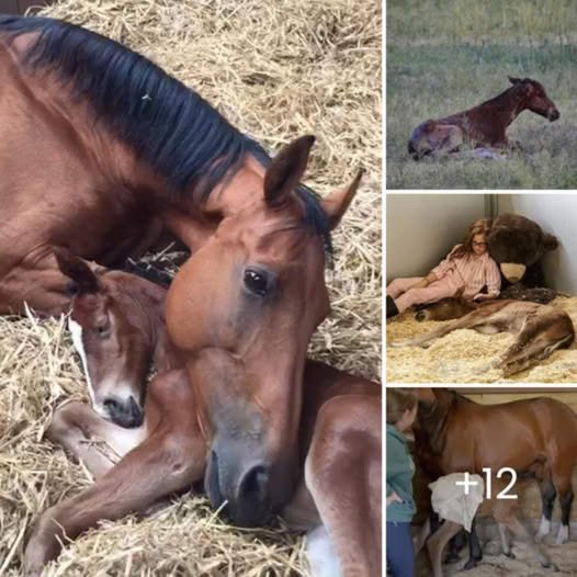 “We’re not crying, crying a lot” – Heartbroken Mare Adopts Malnourished Foal After Losing Her Own Baby, Bringing New Hope to a Baby Horse Without a Mom