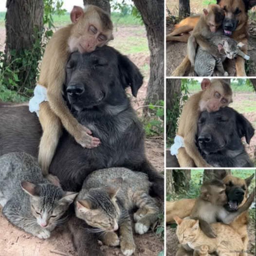 Motherly Love Without Borders: The Heartwarming Story of a Mother Dog, a Baby Monkey, and a Kitten