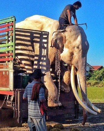 Elephant forced to entertain tourists for over 40 years has gotten its first taste of freedom