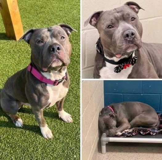 After 260 days in the shelter, the dog loses hope and “cries endlessly,” hoping to find the ideal new home