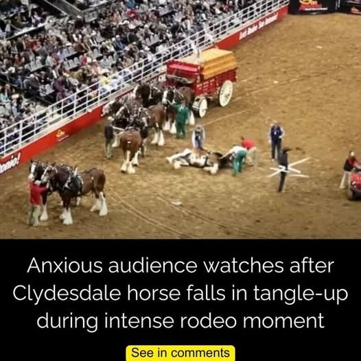 Anxious audience watches after Clydesdale horse falls in tangle-up during intense rodeo moment