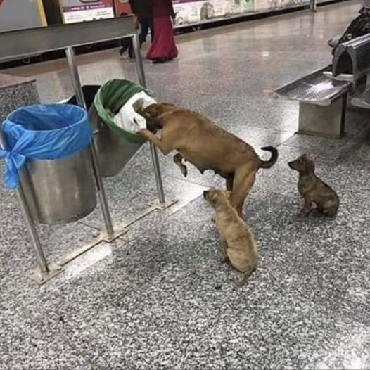 Witnessing the scene of a mother desperately searching for food in the trash to feed her exhausted children